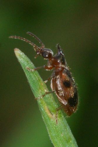 Notoxus monoceros